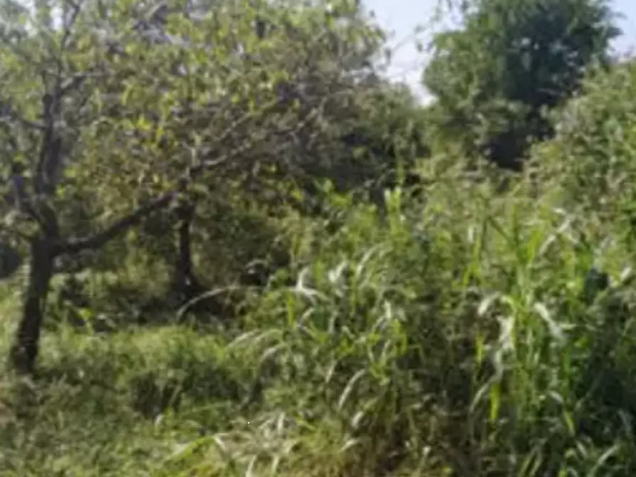 Immagine 3 di Terreno agricolo in vendita  in Ortigara Inferiore a Pozzoleone