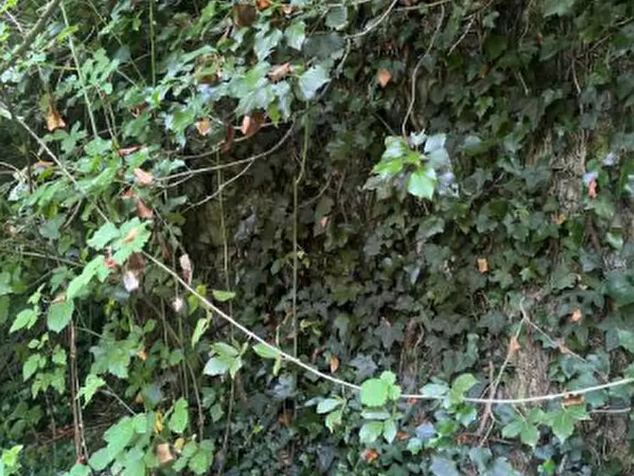 Immagine 7 di Rustico / casale in vendita  in Località Sisera a Gazzola