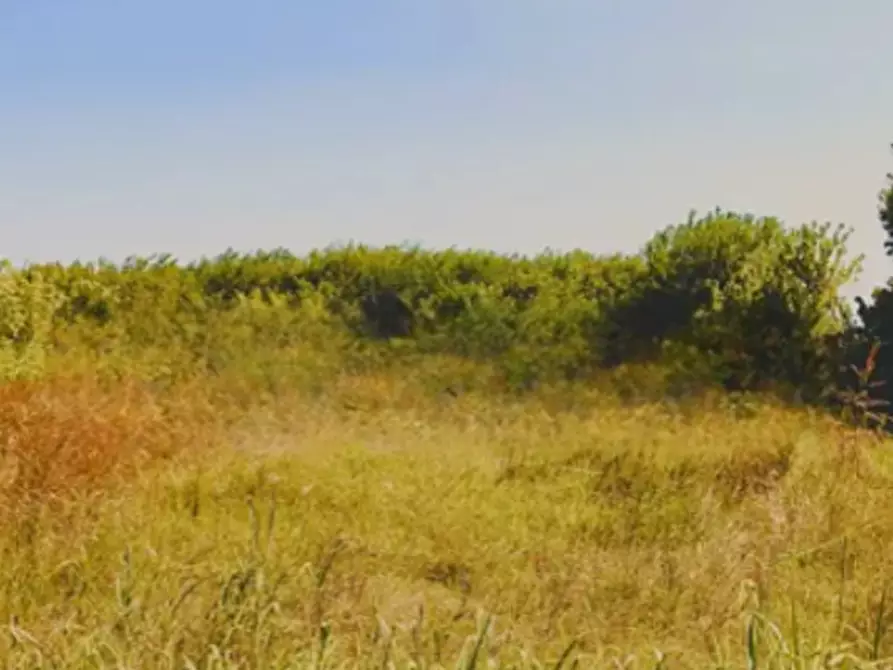 Immagine 2 di Terreno agricolo in vendita  in Via Lova a Campolongo Maggiore