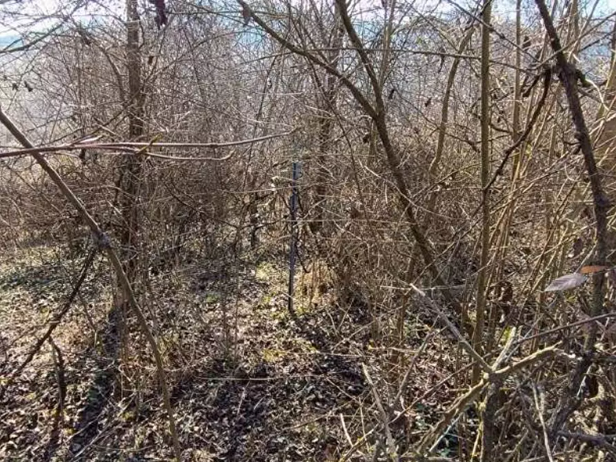 Immagine 13 di Terreno agricolo in vendita  in Frazione Brusaschetto a Camino