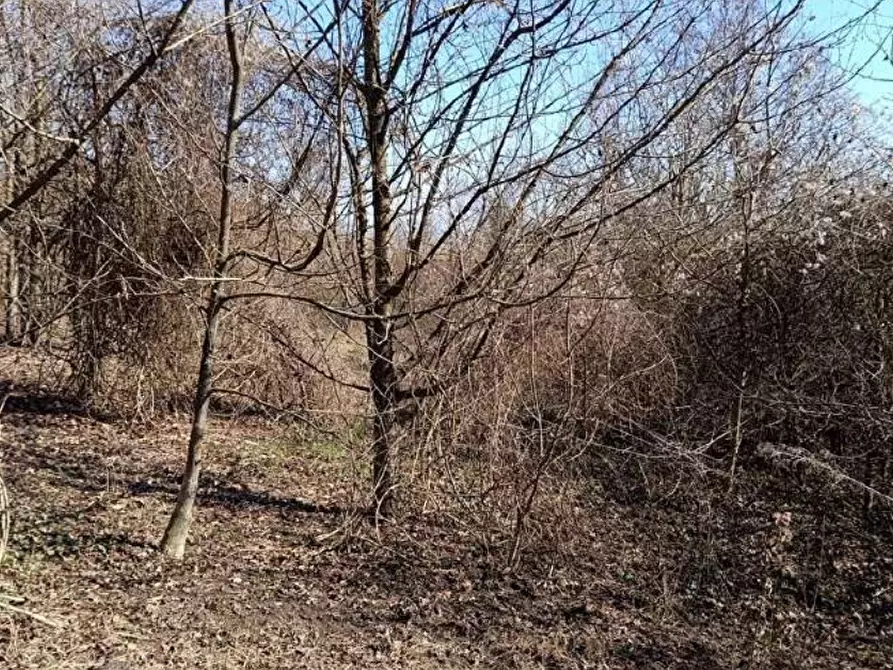 Immagine 15 di Terreno agricolo in vendita  in Frazione Brusaschetto a Camino