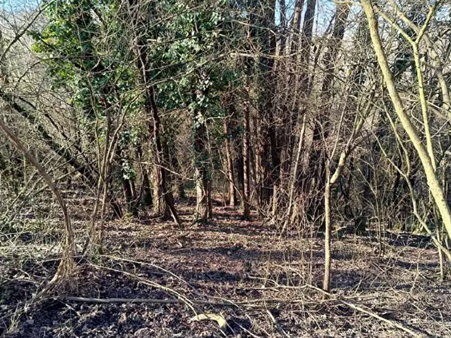Immagine 16 di Terreno agricolo in vendita  in Frazione Brusaschetto a Camino
