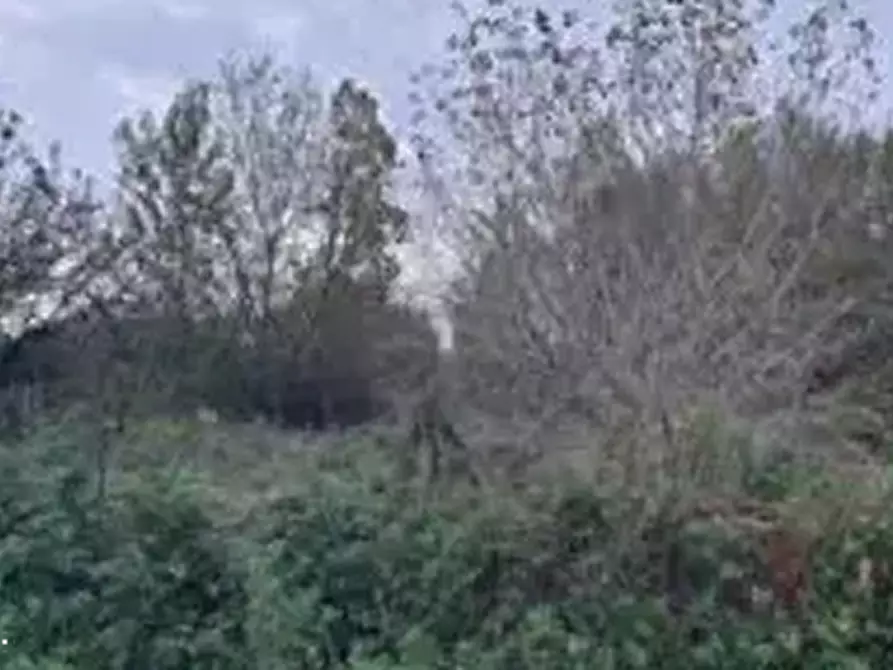 Immagine 1 di Terreno agricolo in vendita  in Contrada Guazzetti  a Montegranaro