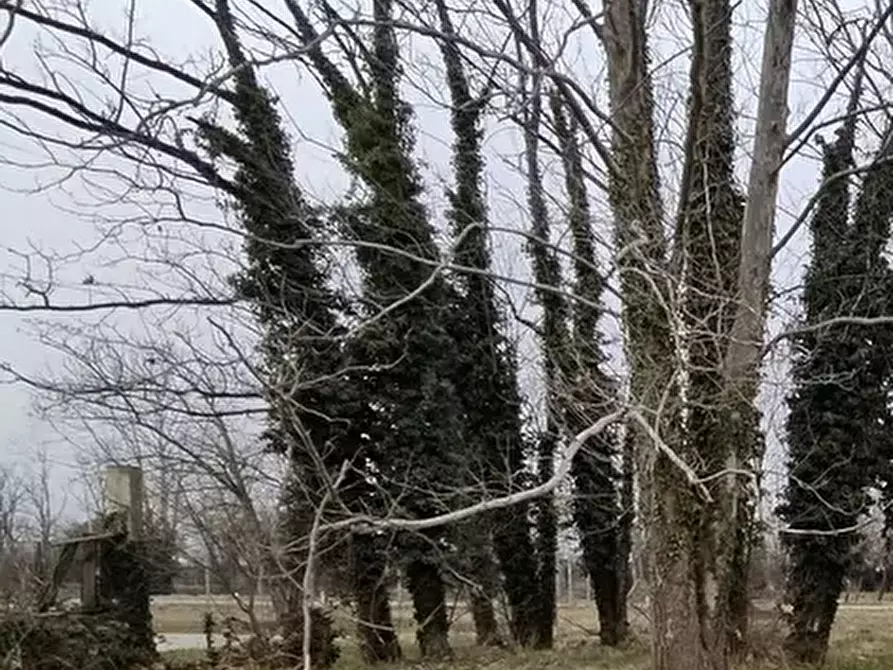 Immagine 8 di Terreno agricolo in vendita  in Via Mortegliano a Mortegliano