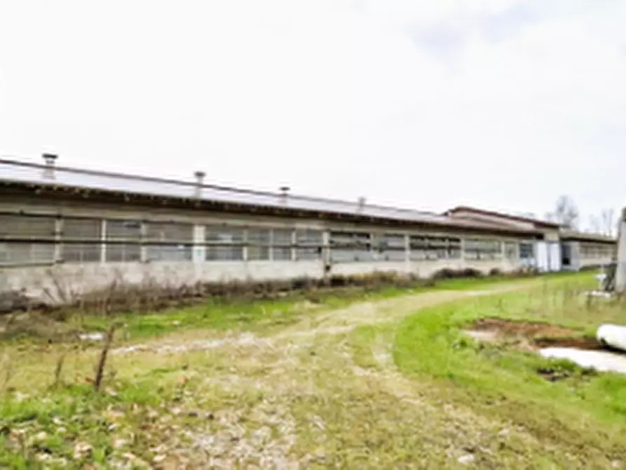 Immagine 7 di Azienda agricola in vendita  in Via Bando  a Porpetto