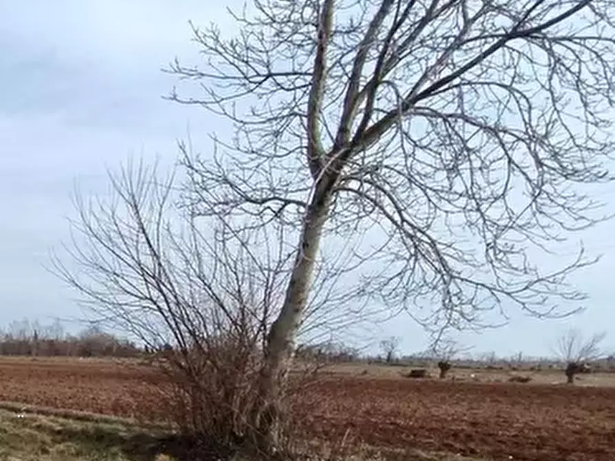 Immagine 3 di Terreno agricolo in vendita  in Via Castions a Castions Di Strada