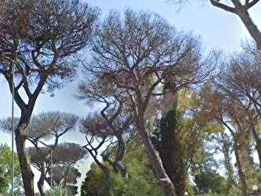 Immagine 4 di Negozio in vendita  in Via delle Pinete a Ardea