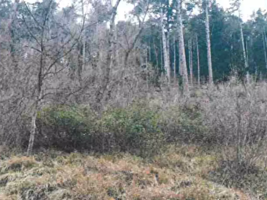 Immagine 4 di Terreno agricolo in vendita  in Via della Buca della Neve a Sesto Fiorentino