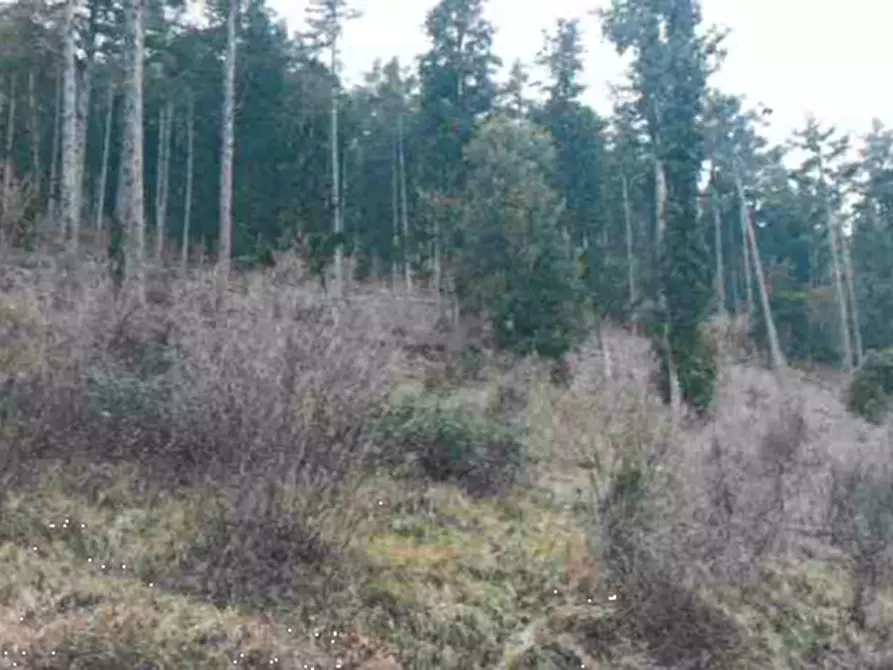 Immagine 5 di Terreno agricolo in vendita  in Via della Buca della Neve a Sesto Fiorentino