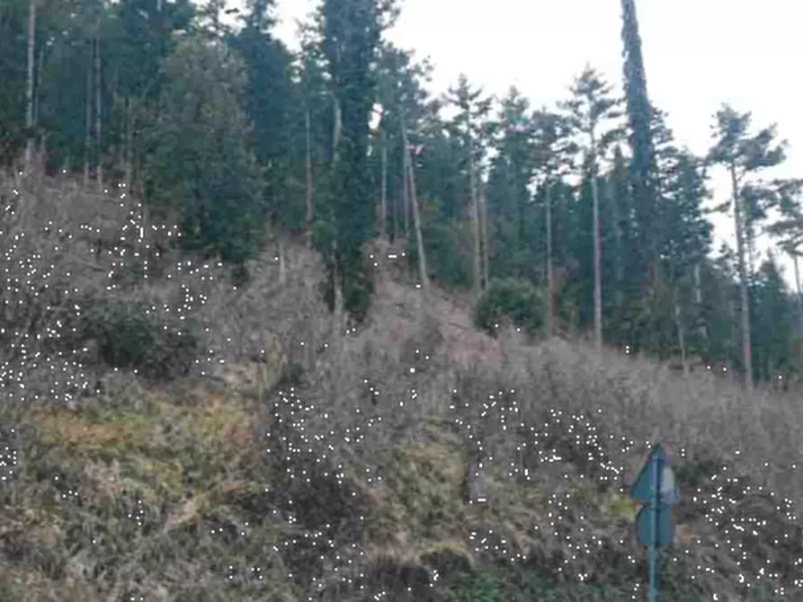 Immagine 6 di Terreno agricolo in vendita  in Via della Buca della Neve a Sesto Fiorentino