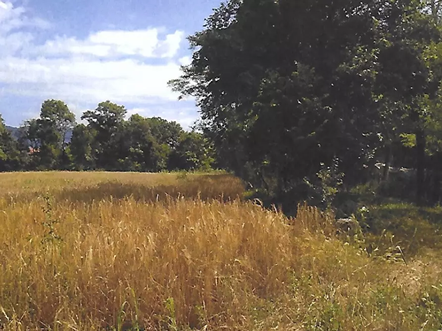 Immagine 2 di Terreno agricolo in vendita  in Strada Consorziale a Nibionno