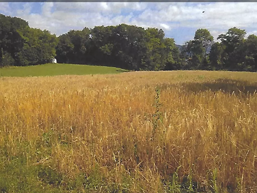Immagine 3 di Terreno agricolo in vendita  in Strada Consorziale a Nibionno