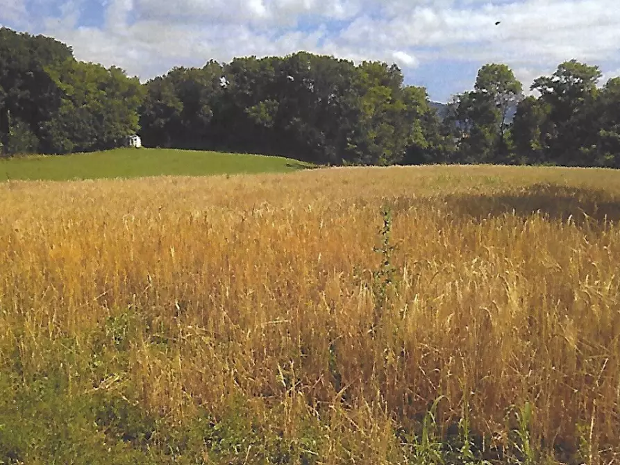 Immagine 4 di Terreno agricolo in vendita  in Strada Consorziale a Nibionno