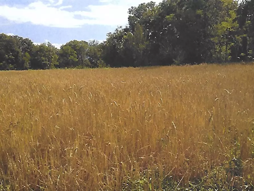 Immagine 5 di Terreno agricolo in vendita  in Strada Consorziale a Nibionno