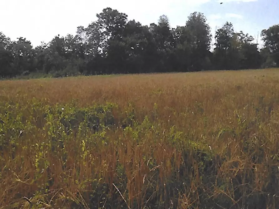Immagine 6 di Terreno agricolo in vendita  in Strada Consorziale a Nibionno