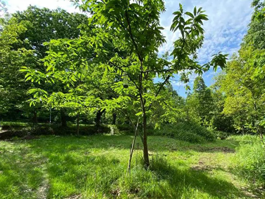 Immagine 2 di Terreno agricolo in vendita  in località Bisuschio a Bisuschio