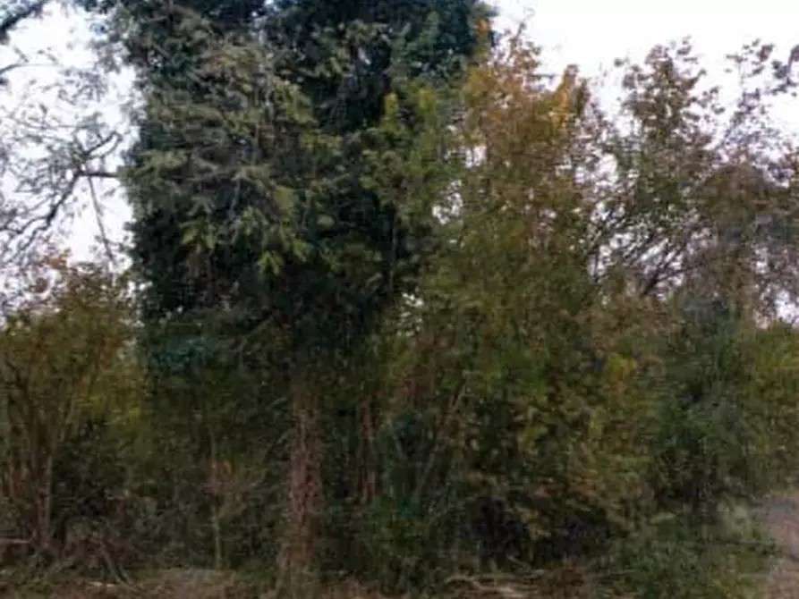 Immagine 2 di Terreno agricolo in vendita  in Località San Martino al Tagliamento a San Martino Al Tagliamento