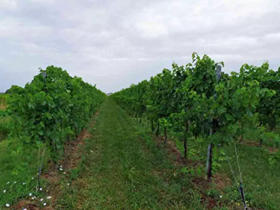 Immagine 21 di Stabile in vendita  in Via Malintrada a Gorgo Al Monticano