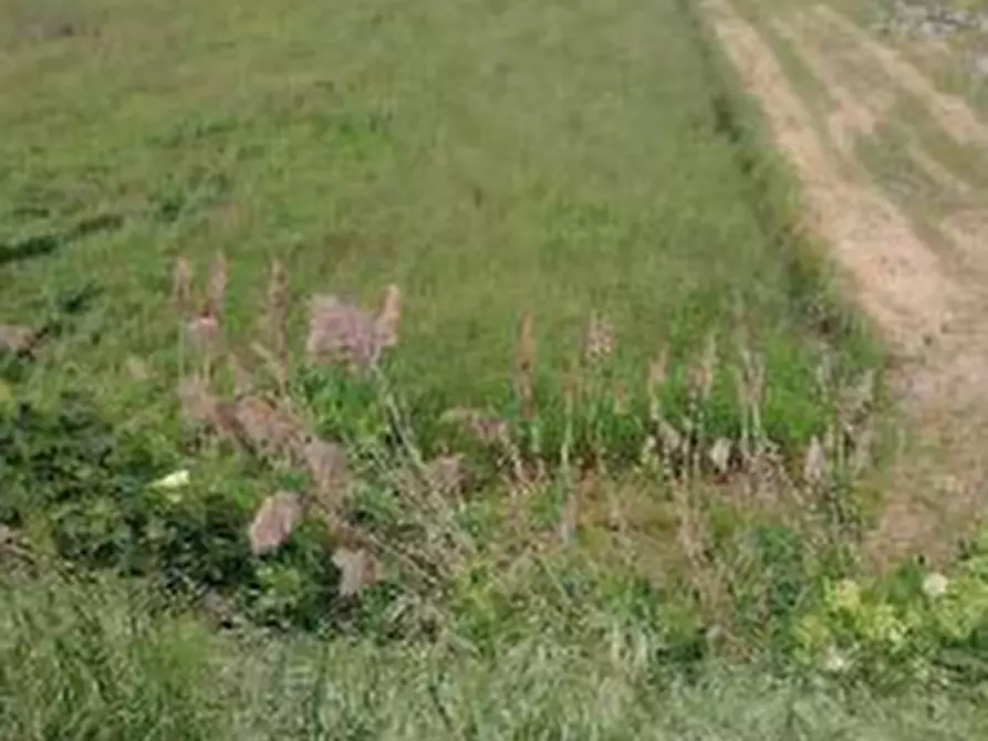 Immagine 2 di Terreno agricolo in vendita  in Via Calà Forca a Lendinara