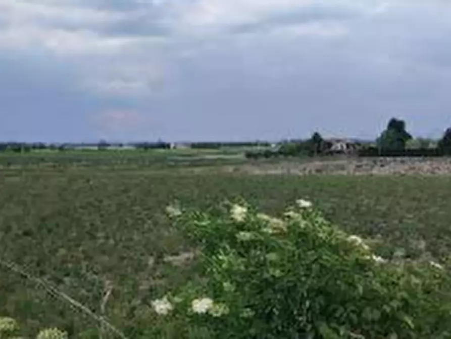 Immagine 3 di Terreno agricolo in vendita  in Via Calà Forca a Lendinara