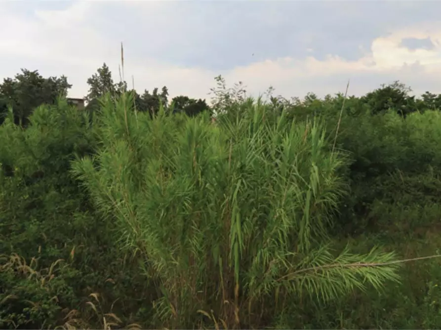 Immagine 6 di Capannone industriale in vendita  in Strada Statale Romea a Chioggia
