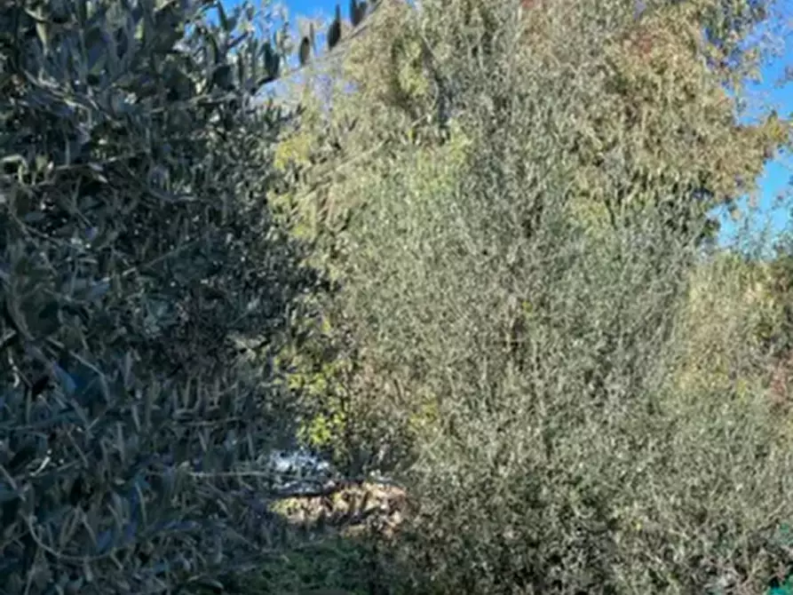Immagine 1 di Terreno agricolo in vendita  in Monte Vidon Corrado a Montegiorgio