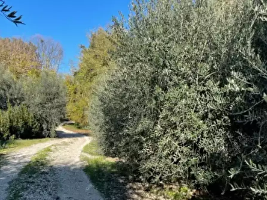 Immagine 2 di Terreno agricolo in vendita  in Monte Vidon Corrado a Montegiorgio