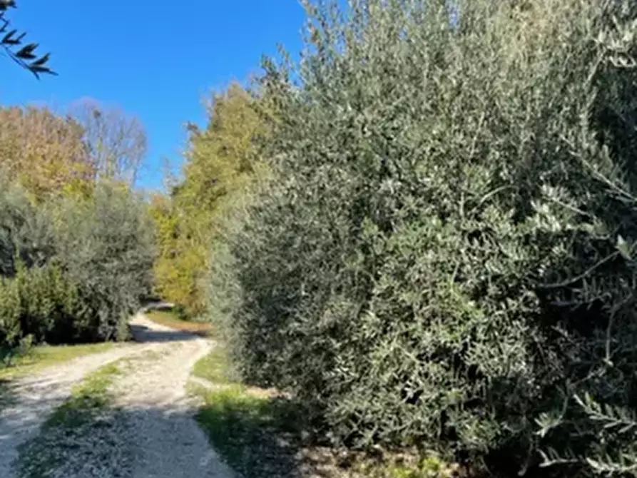 Immagine 4 di Terreno agricolo in vendita  in Monte Vidon Corrado a Montegiorgio