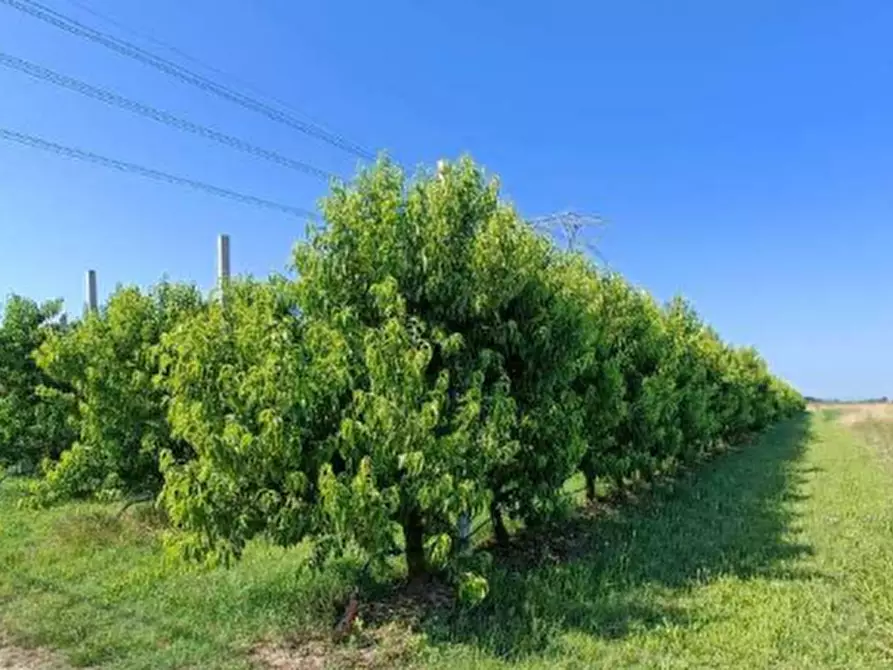 Immagine 5 di Appartamento in vendita  in Via Canala  a Ravenna