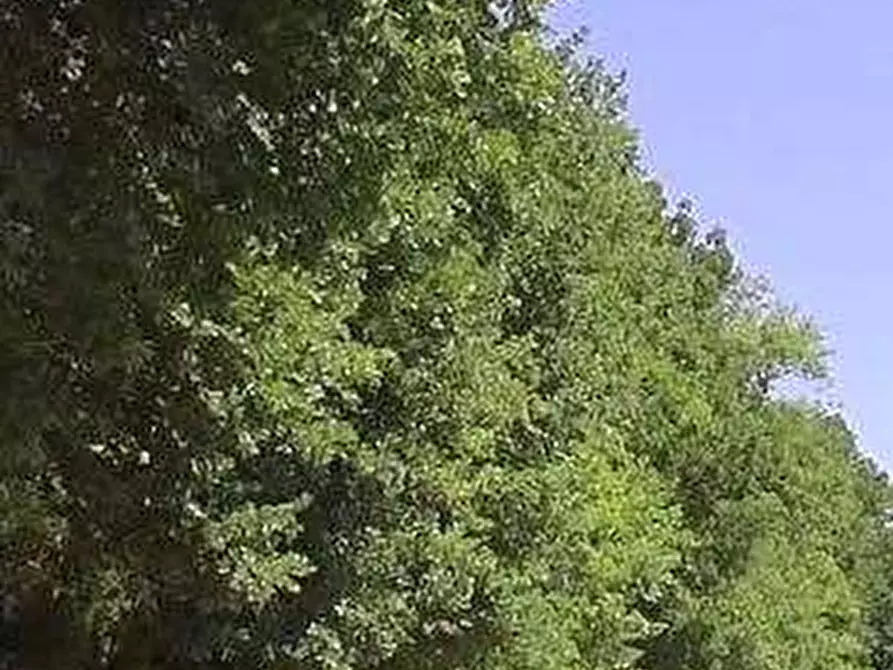 Immagine 4 di Terreno edificabile in vendita  in Contrada Castrucciari a Montegiorgio