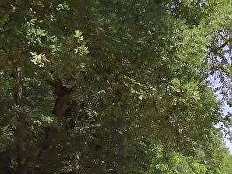 Immagine 5 di Terreno edificabile in vendita  in Contrada Castrucciari a Montegiorgio