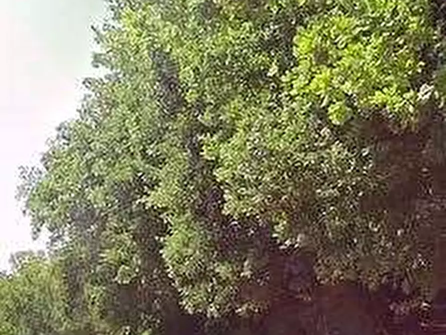 Immagine 6 di Terreno edificabile in vendita  in Contrada Castrucciari a Montegiorgio