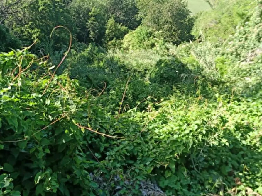 Immagine 3 di Terreno edificabile in vendita  in Località Sant'Elpidio a Mare a Sant'elpidio A Mare