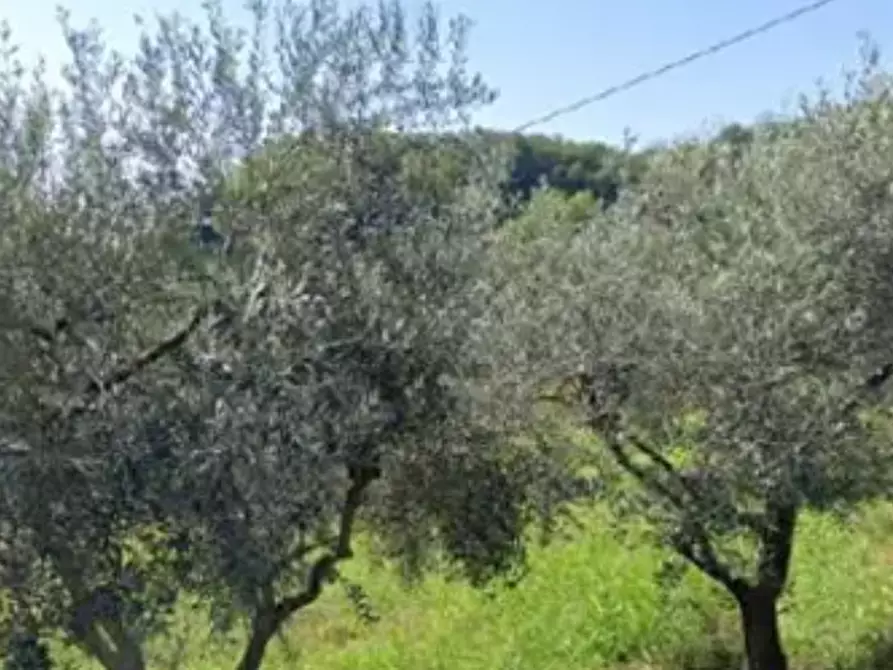 Immagine 3 di Terreno agricolo in vendita  in Località Montecchio Maggiore a Montecchio Maggiore