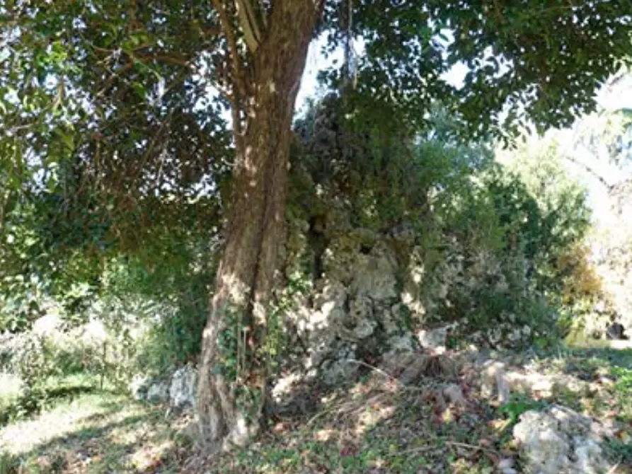 Immagine 33 di Azienda agricola in vendita  in Via Bonemi a Colle Umberto