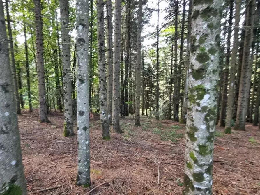 Immagine 22 di Villetta a schiera in vendita  in Via Poggio al Frate a Pelago