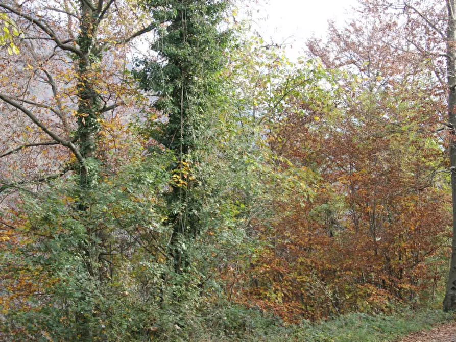 Immagine 2 di Terreno agricolo in vendita  in Località Costa di Serina a Serina