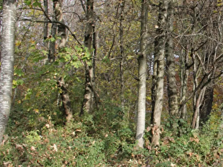 Immagine 3 di Terreno agricolo in vendita  in Località Costa di Serina a Serina