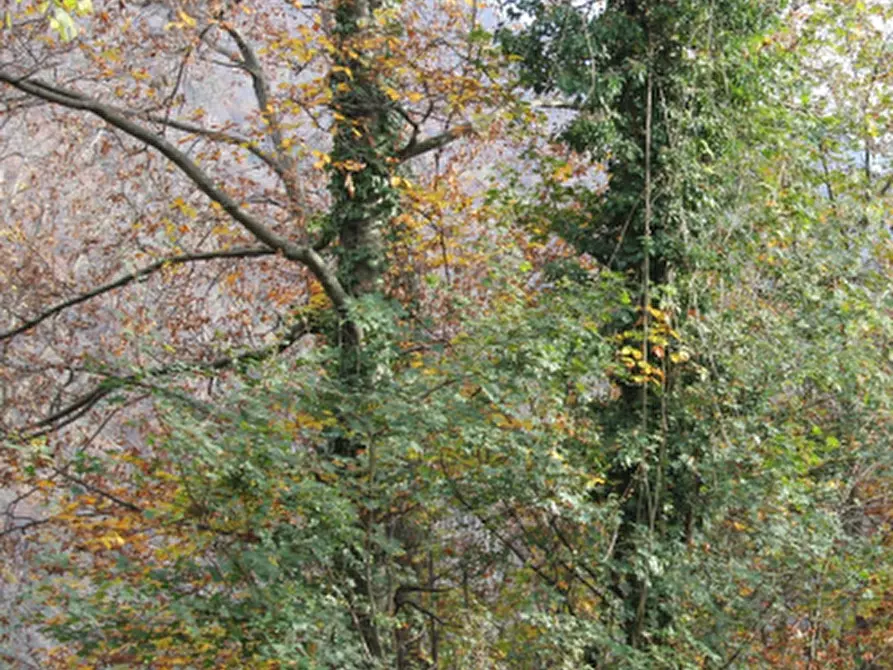Immagine 4 di Terreno agricolo in vendita  in Località Costa di Serina a Serina