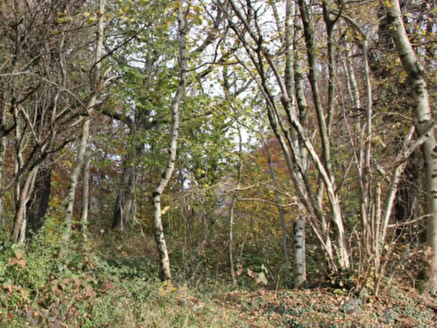 Immagine 5 di Terreno agricolo in vendita  in Località Costa di Serina a Serina