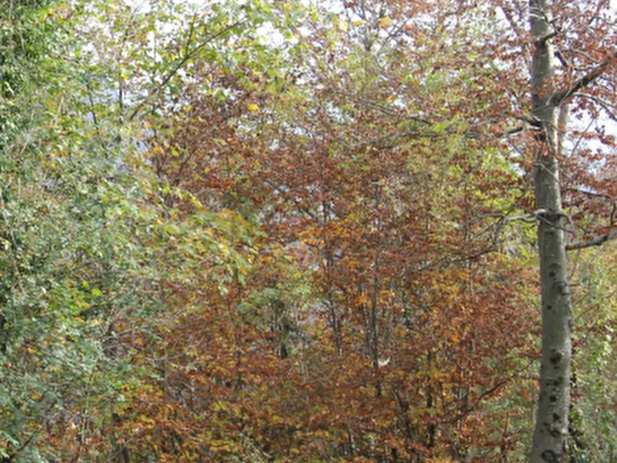 Immagine 6 di Terreno agricolo in vendita  in Località Costa di Serina a Serina