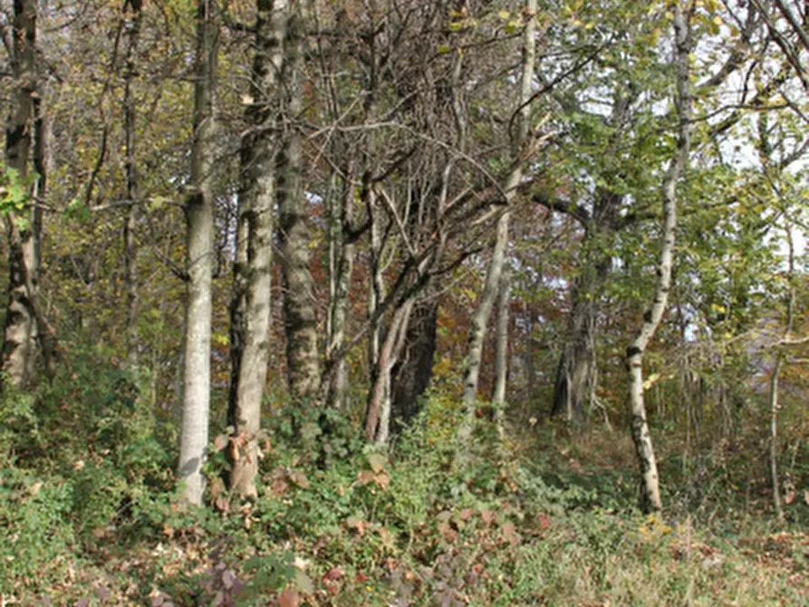 Immagine 7 di Terreno agricolo in vendita  in Località Costa di Serina a Serina