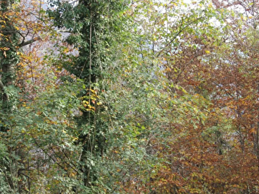 Immagine 8 di Terreno agricolo in vendita  in Località Costa di Serina a Serina