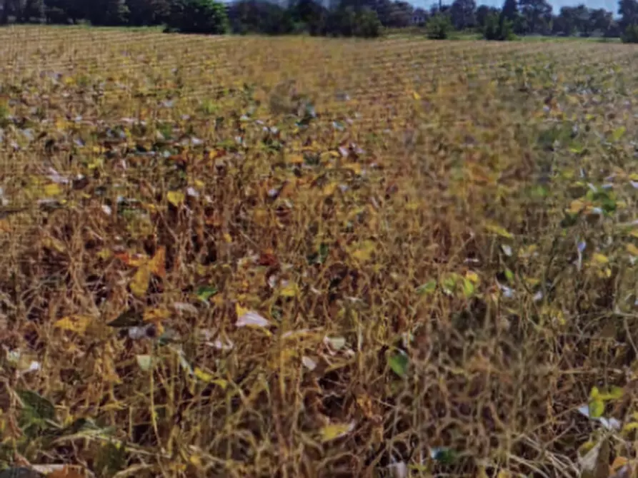 Immagine 2 di Terreno agricolo in vendita  in Località di Fossalta di Portogruaro a Fossalta Di Portogruaro
