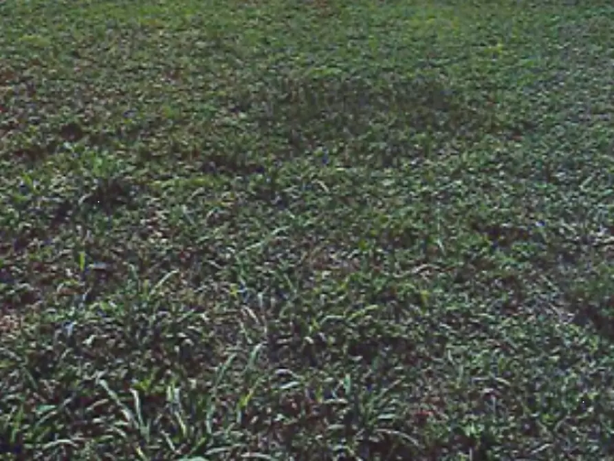 Immagine 9 di Terreno edificabile in vendita  in Via Correggio a Bondeno