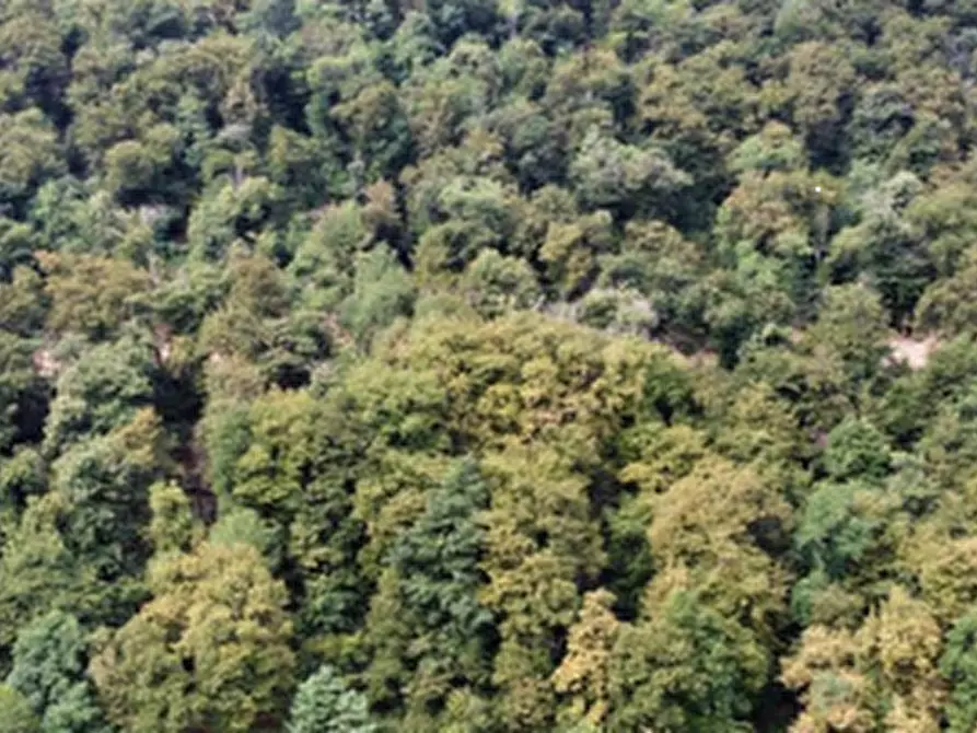 Immagine 4 di Terreno agricolo in vendita  in Località Brienno a Brienno