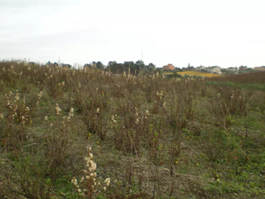 Immagine 6 di Terreno agricolo in vendita  in Via Vigne Nuove a Ariccia
