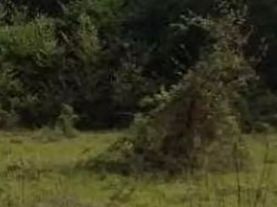 Immagine 3 di Terreno agricolo in vendita  in Via di Grottarossa  a Roma