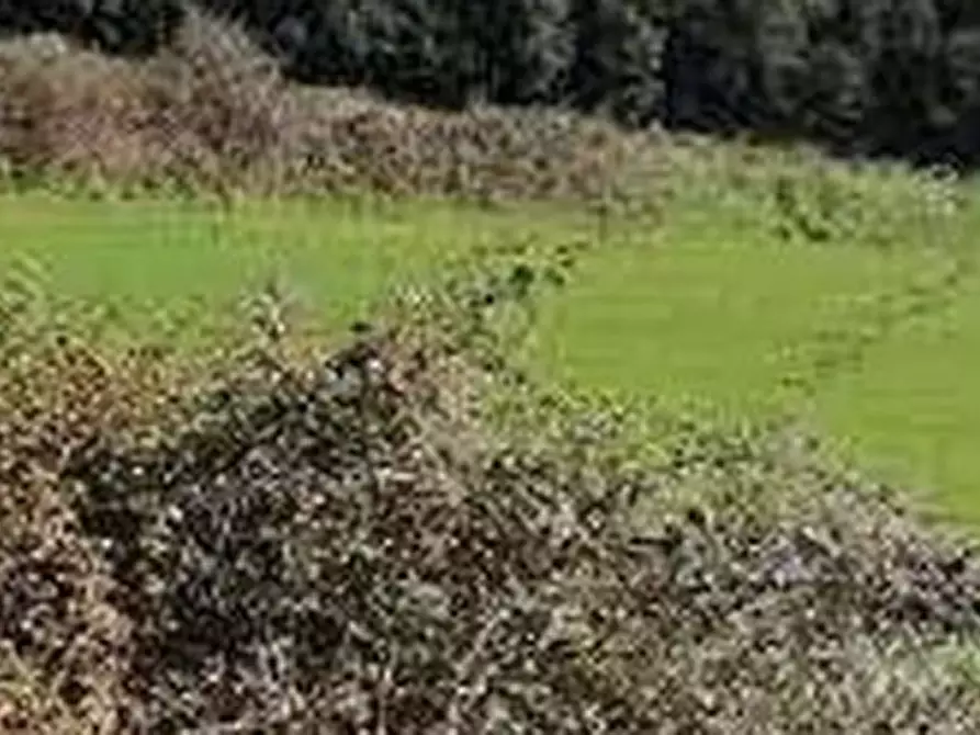 Immagine 5 di Terreno agricolo in vendita  in Via di Grottarossa  a Roma