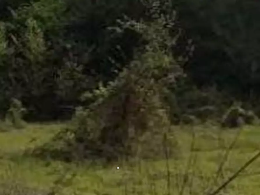 Immagine 8 di Terreno agricolo in vendita  in Via di Grottarossa  a Roma